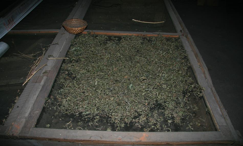 2014-1-28-1329marihuana 05_sušina.JPG